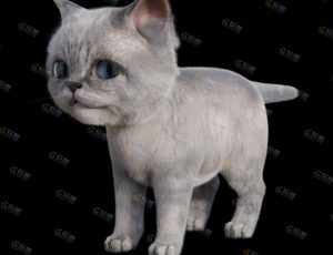 小猫模型