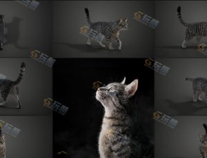 影视级超高精度狸花猫Blender工程源文件模型