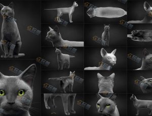 MAYA影视级超高精度灰猫模型工程源文件