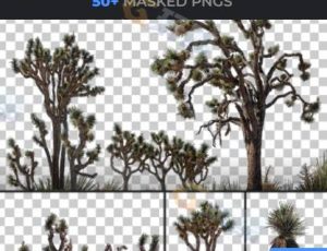 56张丝兰树图片包合集