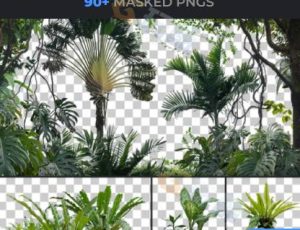 92张热带植物图片合集包