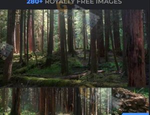 288张红木树林图片包合集