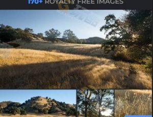 178张金色草地图片包合集