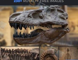 238张化石骨骼图片包合集