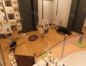 Blender素材—宠物店工程源文件