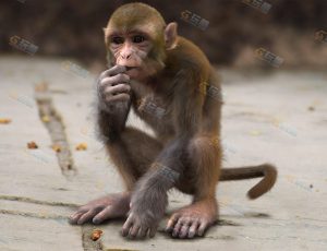 Blender模型—高精度影视级猴子