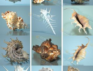 各种各样的海螺贝壳Blender资产库