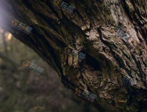 Blender工程源文件—高精度树杆场景