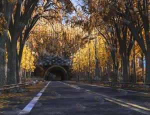 Blender工程源文件—森林隧道