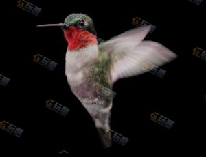 Blender模型—高精度影视级带动画蜂鸟