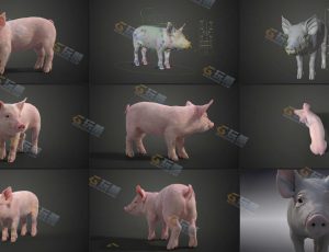 影视级超高精度动画小猪Blender工程源文件模型