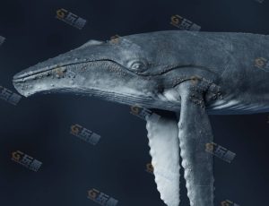 高精度写实鲸鱼
