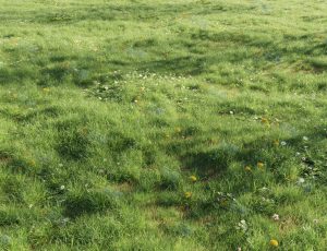 高精度草地花朵场景—布兰德（BL）工程源文件