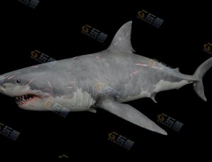 带刀疤的大白鲨—布兰德（BL）CG三维模型