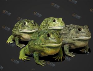 带动画的牛蛙C4D模型