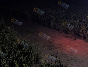 夜晚草地—布兰德（BL）工程源文件