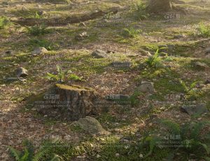 高细节林中草地—布兰德（BL）工程源文件
