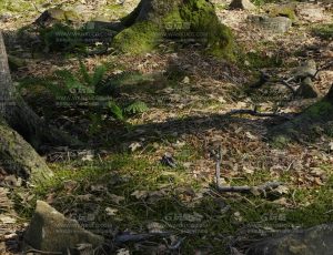 林中泥地—布兰德（BL）工程源文件