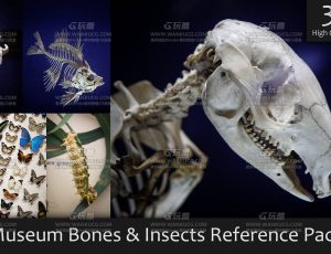 博物馆骨骼和昆虫参考包