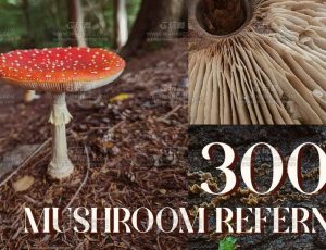 参考包300+ 蘑菇图片