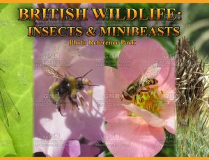 英国昆虫和迷你野兽照片参考包