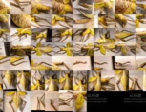 竹节虫参考照片