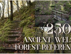 250+ 古代威尔士森林图片