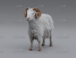带动画高精度牧场绵羊—Blend模型