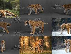 Blender影视级VFX高精度西伯利亚老虎