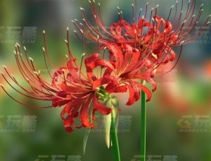 高精度彼岸花Blend模型