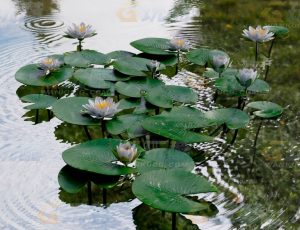 高精度睡莲Blend模型