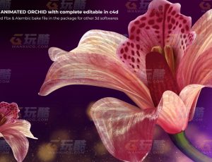 兰花生长（带动画）CG动画工程源文件