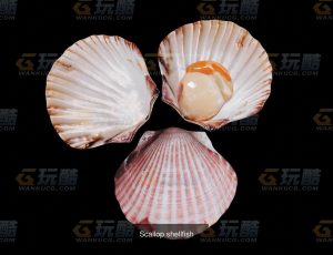 新鲜扇贝Blend模型