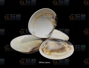 新鲜白蛤Blend模型