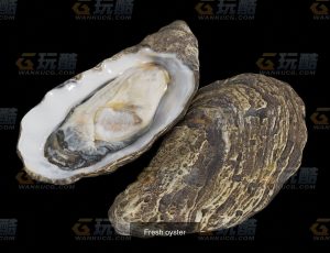 新鲜生蚝Blend模型