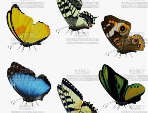 高精度动画蝴蝶包2Blend模型