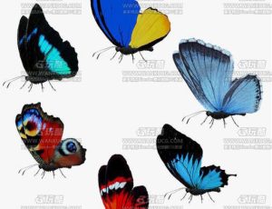 高精度动画蝴蝶包3Blend模型