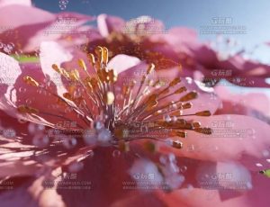 花开动画Blend项目源文件