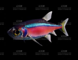 海洋彩色鱼Blend模型