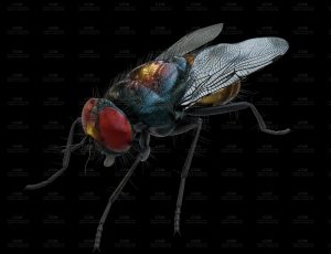 高精度苍蝇Blend模型