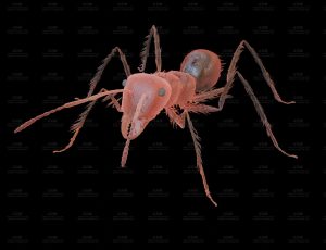 高精度蚂蚁Blend模型