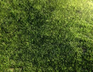 程序草坪Blend项目源文件