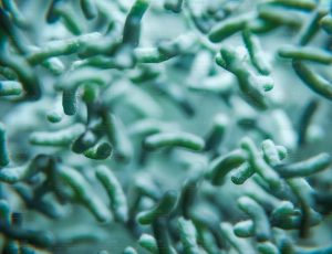 显微镜下的细菌Blend工程源文件