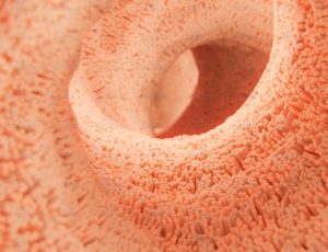 肠道与肠绒毛Blender工程源文件