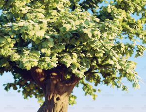 卡通树场景Blend工程源文件