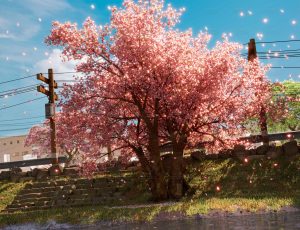 唯美街道樱花树场景Blend工程源文件