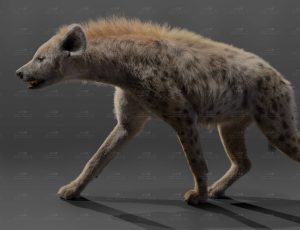 电影级VFX动画高精度非洲草原二哥鬣狗MAYA模型