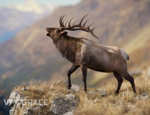 电影级VFX动画高精度公麋鹿Blend模型