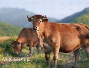 电影级VFX动画高精度老黄牛Blend模型