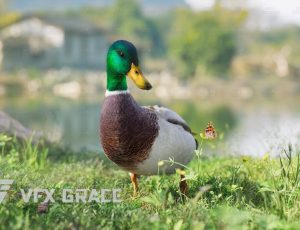 电影级VFX动画高精度雄性绿头鸭Blend模型